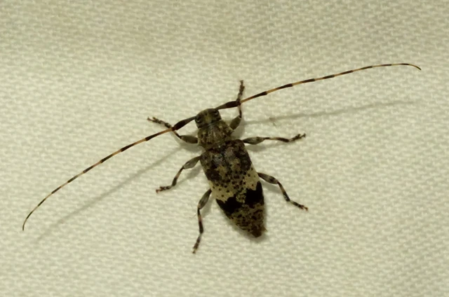 Leiopus nebulosus - öves gesztcincér