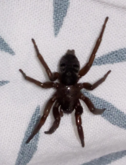 Scotophaeus