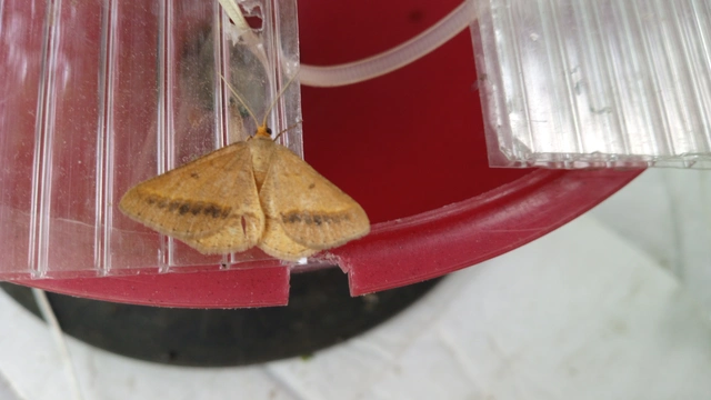 Tephrina arenacearia - lucerna-araszoló