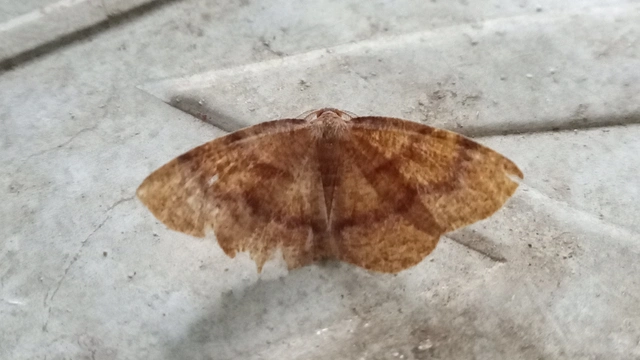 Plagodis pulveraria - szemcsés araszoló