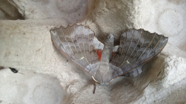 nyárfaszender - Laothoe populi