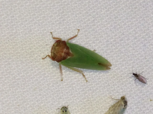 Iassus