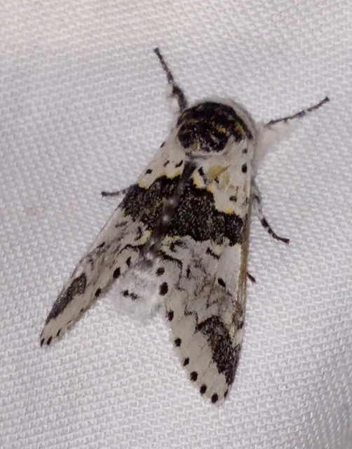 Furcula bicuspis - apáca-púposszövő