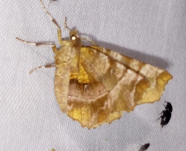Selenia dentaria - kétfoltos holdasaraszoló