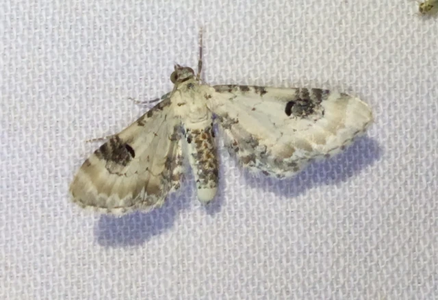 Eupithecia centaureata - búzavirág-törpearaszoló