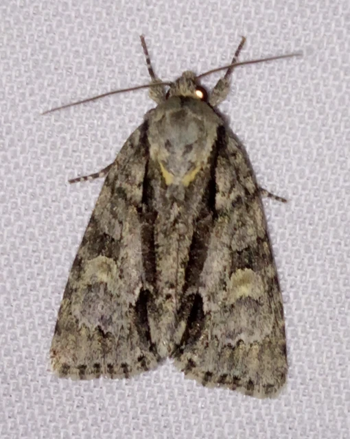 Acronicta strigosa - kis szigonyosbagoly