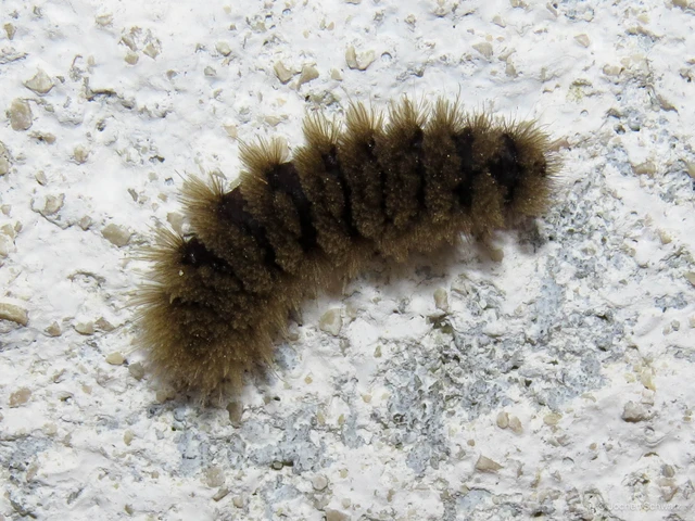 Amata phegea - fehérpettyes álcsüngőlepke