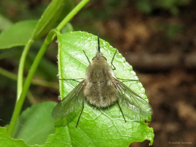Bombyliini