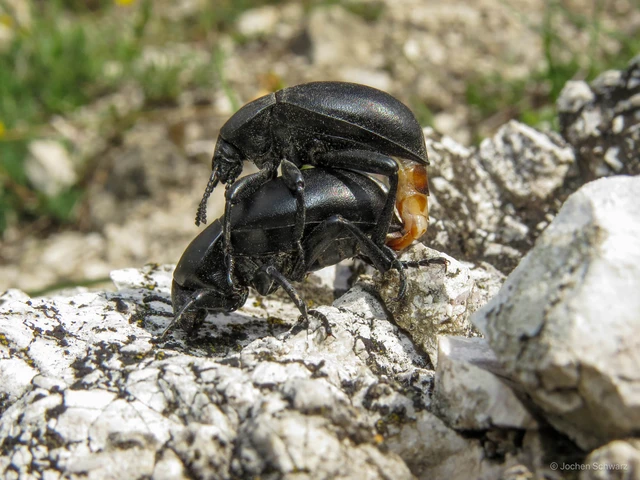 Gnaptor spinimanus - pohos gyászbogár