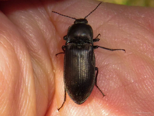 Selatosomus latus - széles pattanó