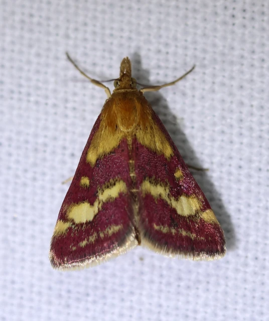 Pyrausta ostrinalis - ritka bíbormoly