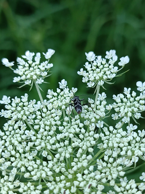 Chlorophorus sartor - feketevállú darázscincér