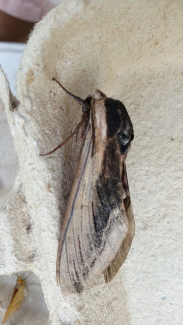 Sphinx ligustri - fagyalszender
