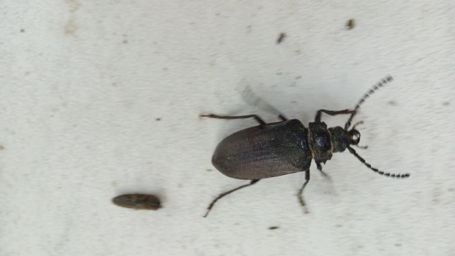 Prionus coriarius - csőszcincér