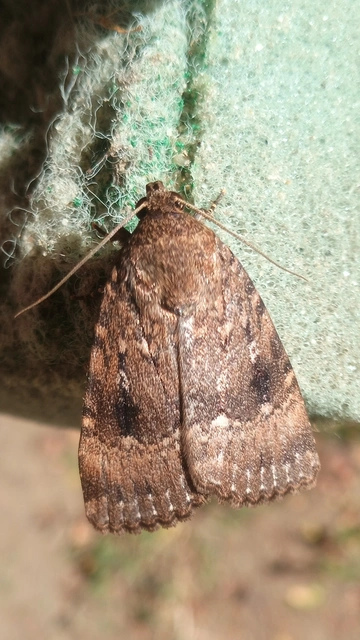 Amphipyra pyramidea - fahéjszínű bagoly