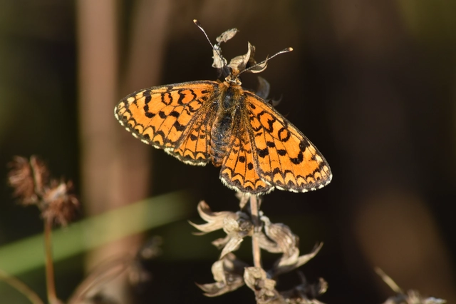 Melitaea trivia - kis tarkalepke