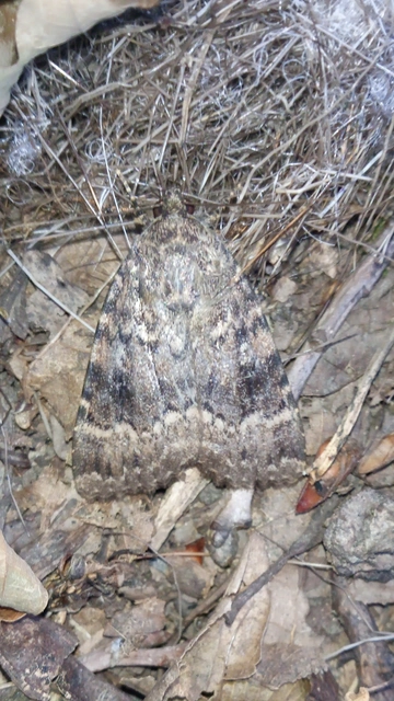 rezesszárnyú bagoly - Amphipyra berbera svensoni
