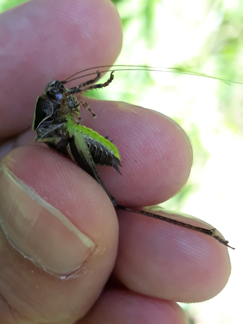 Pholidoptera griseoaptera - szürke avarszöcske
