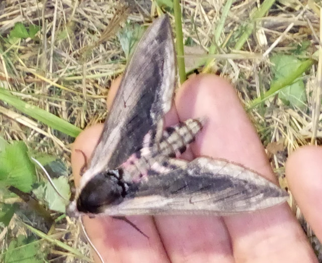 Sphinx ligustri - fagyalszender