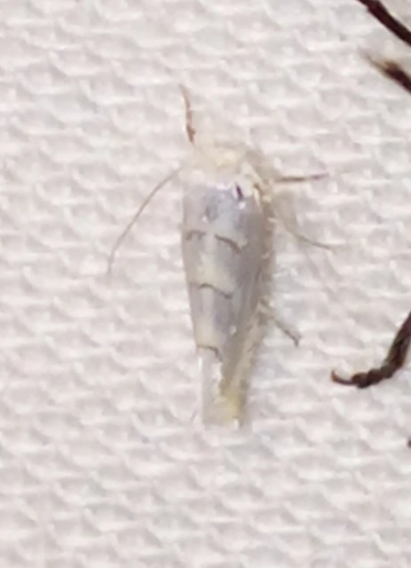 Phyllonorycter abrasella - cseraknázó sátorosmoly