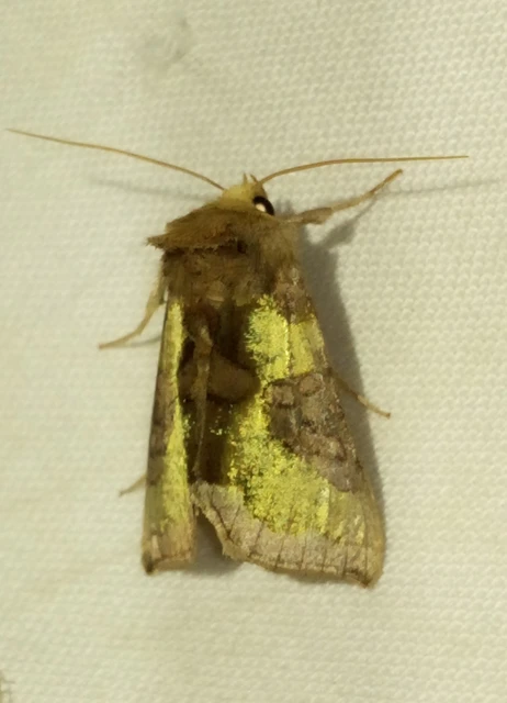 Diachrysia stenochrysis - rejtőző aranybagoly