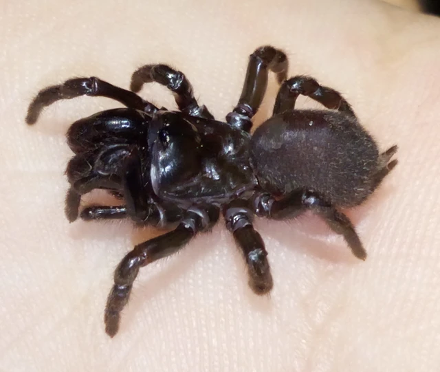 Atypus