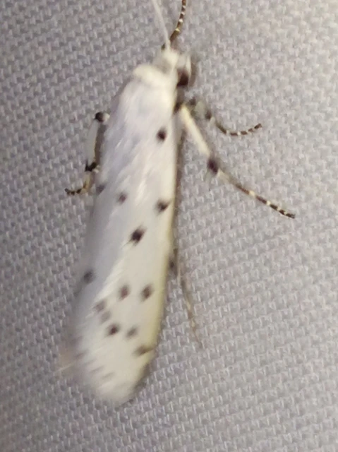 Myelois circumvoluta - pettyes karcsúmoly
