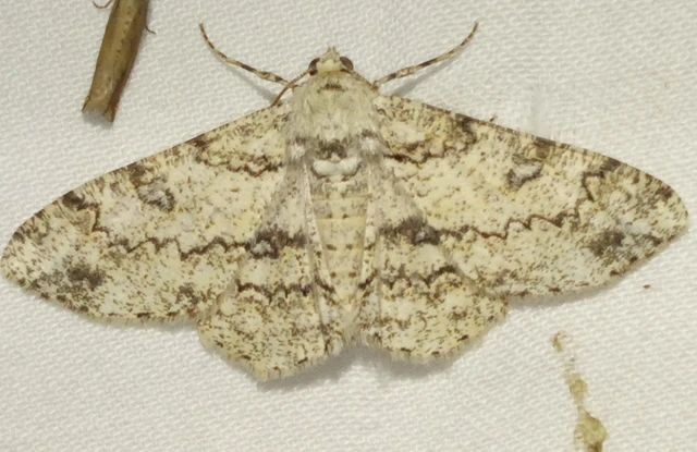 Ascotis selenaria - holdas faaraszoló