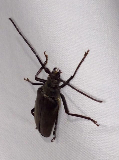 Aegosoma scabricorne - diófacincér