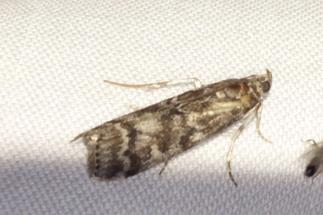 Dioryctria