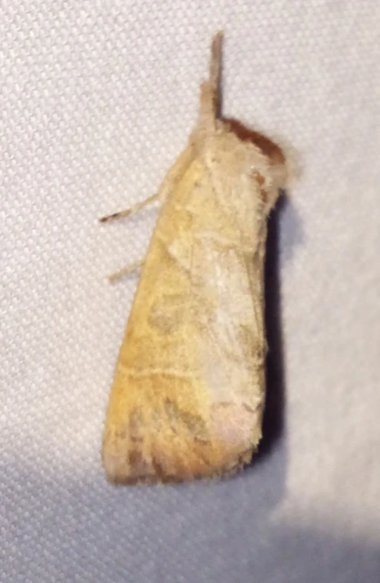 Clostera anastomosis - barna levélszövő