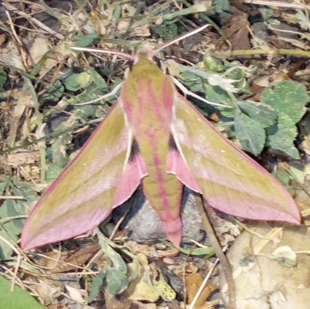 Deilephila elpenor - szőlőszender