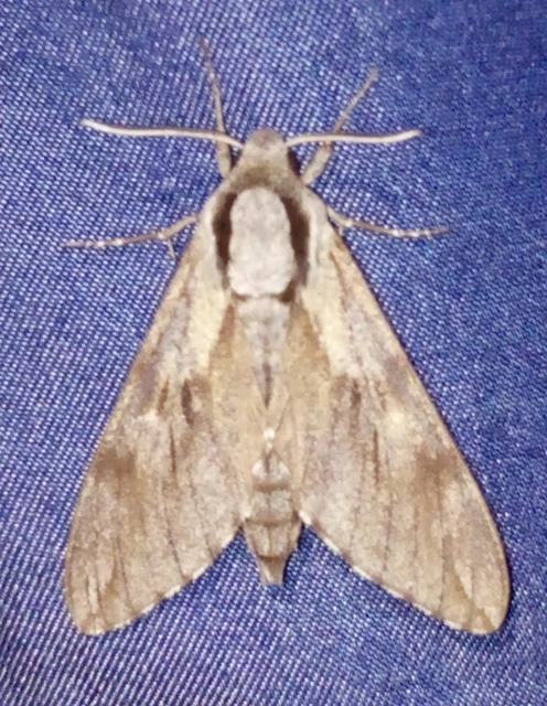 Hyloicus pinastri - fenyőszender