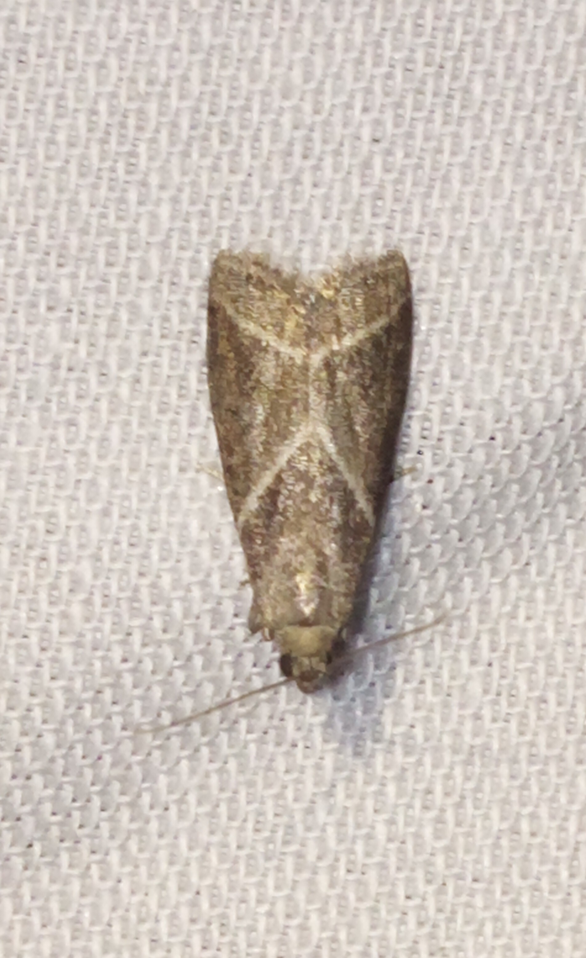 Nyctegretis triangulella - háromszöges karcsúmoly