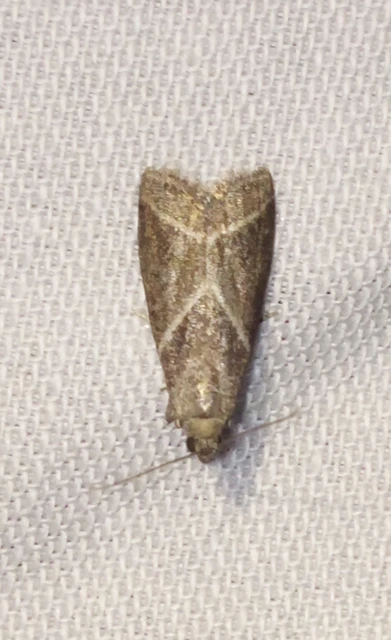 Nyctegretis triangulella - háromszöges karcsúmoly