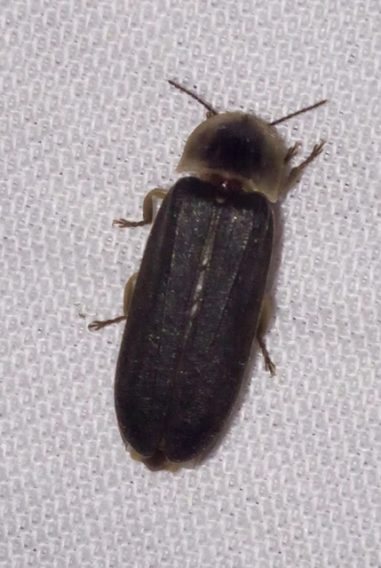 Lampyris noctiluca - nagy szentjánosbogár