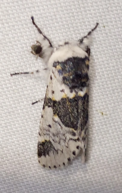 Furcula bicuspis - apáca-púposszövő