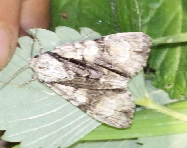 Acronicta alni - éger-szigonyosbagoly