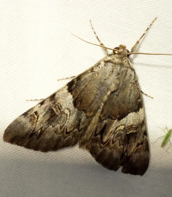 Catocala fulminea - galagonya-övesbagoly