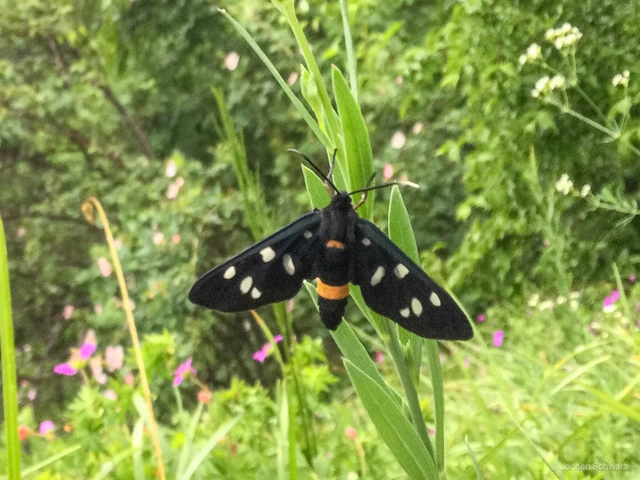 Amata phegea - fehérpettyes álcsüngőlepke