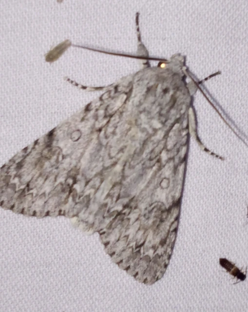 Acronicta aceris - vadgesztenye-szigonyosbagoly