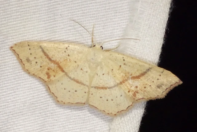 Cyclophora punctaria - sávos pettyesaraszoló