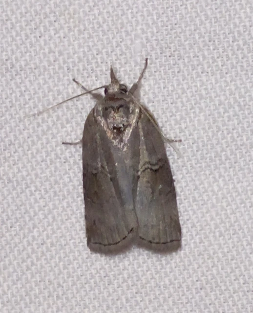 Nycteola asiatica - nyárfa-trapézbagoly