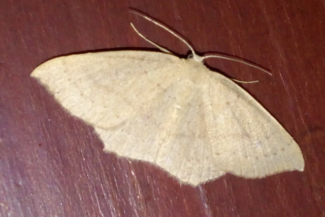 Cyclophora linearia - vonalas pettyesaraszoló