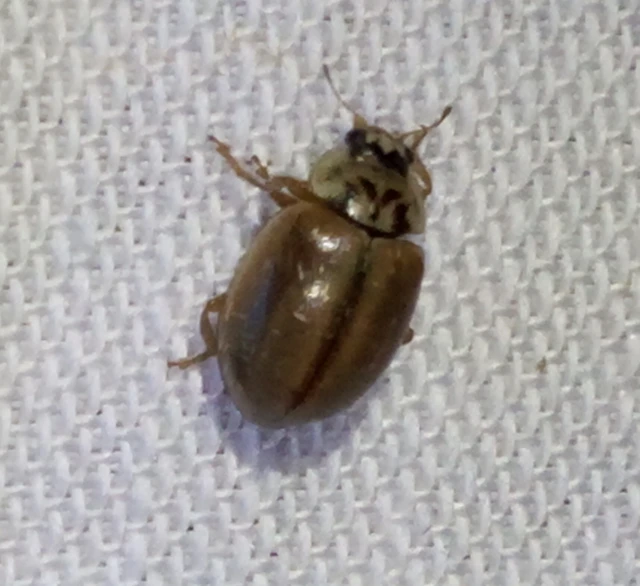 Aphidecta obliterata - sárga katica