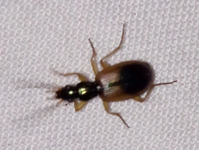 Anchomenus dorsalis - hátfoltos kisfutó