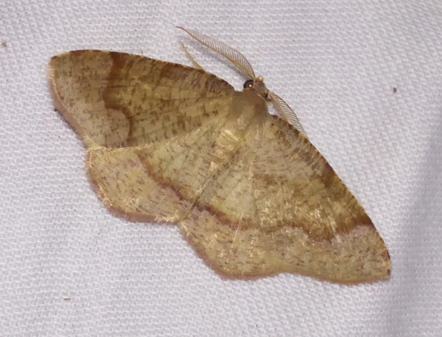 Plagodis pulveraria - szemcsés araszoló