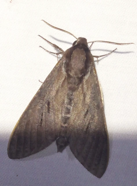 Hyloicus pinastri - fenyőszender