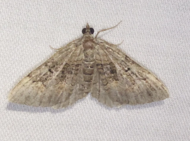 Xanthorhoe quadrifasiata - négysávos tarkaaraszoló