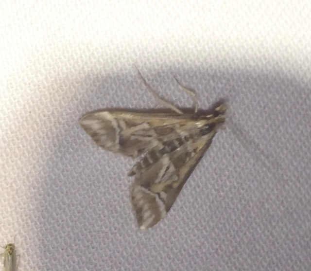 Diasemia reticularis - betűmintás tűzmoly